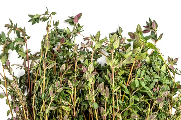 Close-up, fresh green thyme herb
