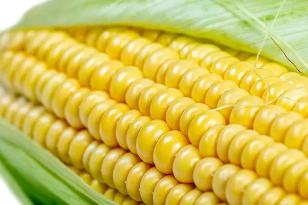 Close-up, fresh raw sweet corn