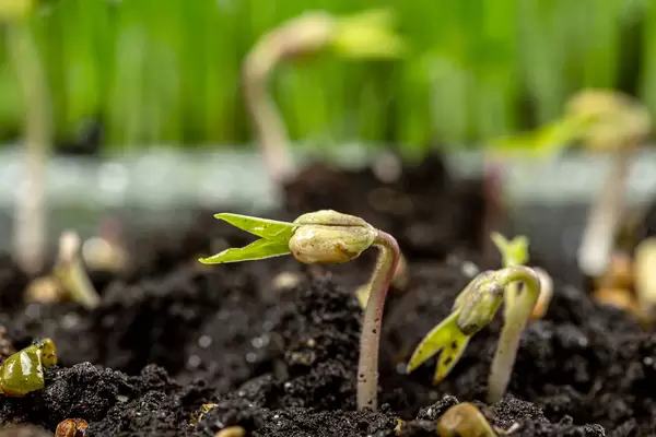 Close-up, germination of mung seeds from soil