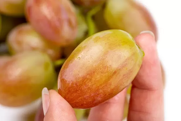 Close-up, grapes in a woman's hand