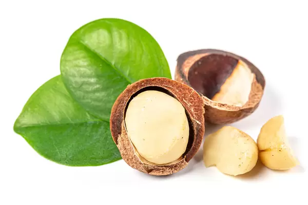Close-up, macadam nut on white background with green leaves