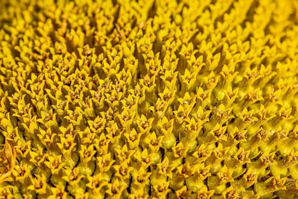 Close-up, middle of a sunflower with unripe seeds
