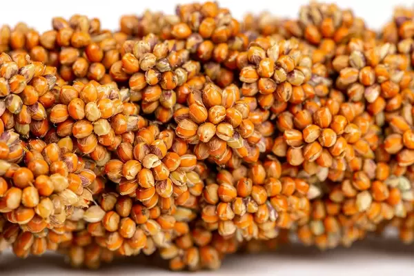 Close up, millet seed on twig