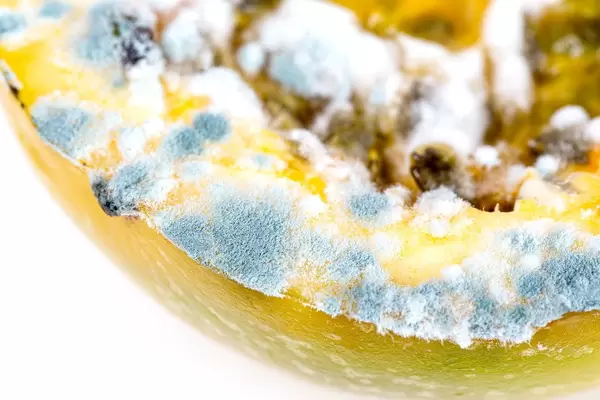 Close-up, mold on passion fruit. The concept of spoiled food