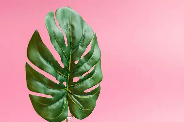 Close up monsterra leaf infront of a pink background