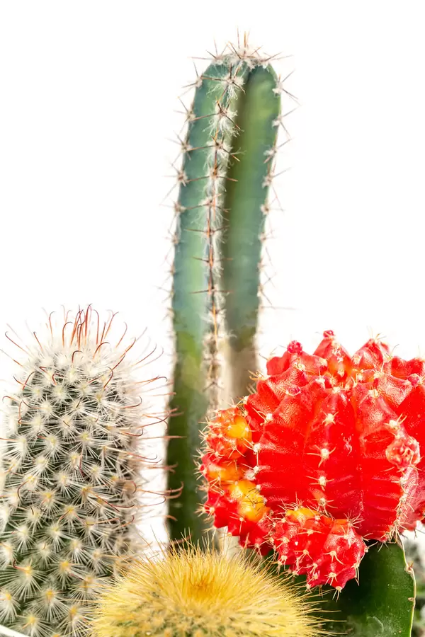Close up, multicolored cacti background