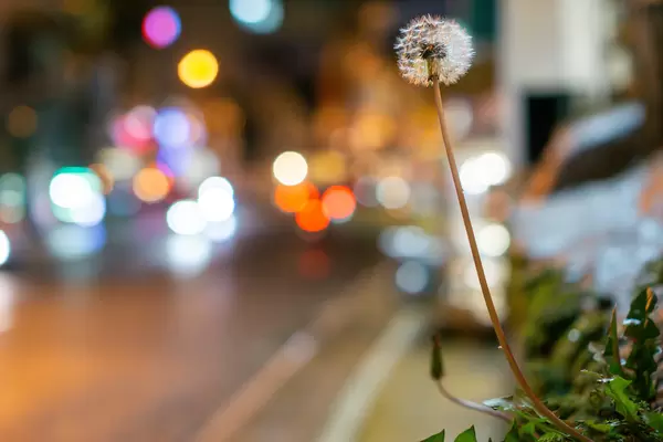 Close Up Night Photo of Dandelion with Light Bokeh in the Background