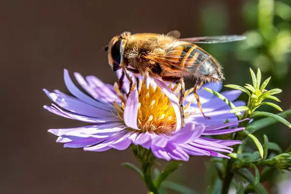 Close up of a bee on a purple flower (Flip 2019)