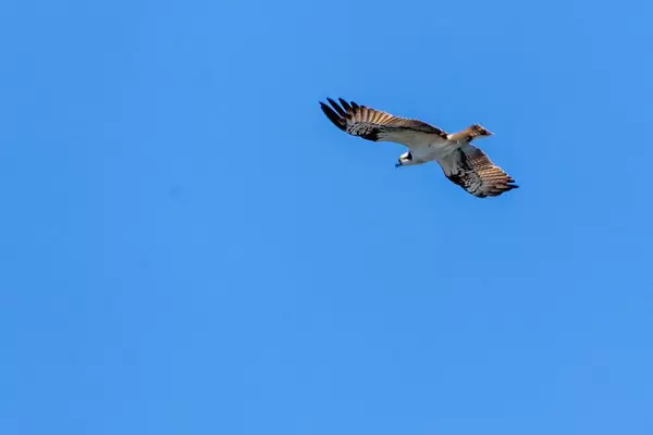 Close-up of a falcon with a ring on his foot while he flies and glides in the blue sky