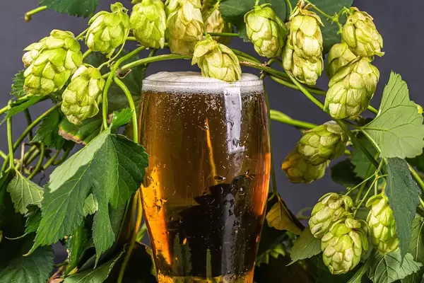 Close-up of a glass of light beer and branches of fresh hops