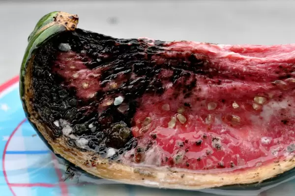 Close-up of a mouldy melon slice