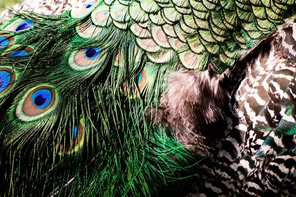 Close-up of a peacock's colorful feathers