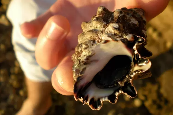 Close-up of a sea shell found on the Red sea shore in Hurgada, Egypt