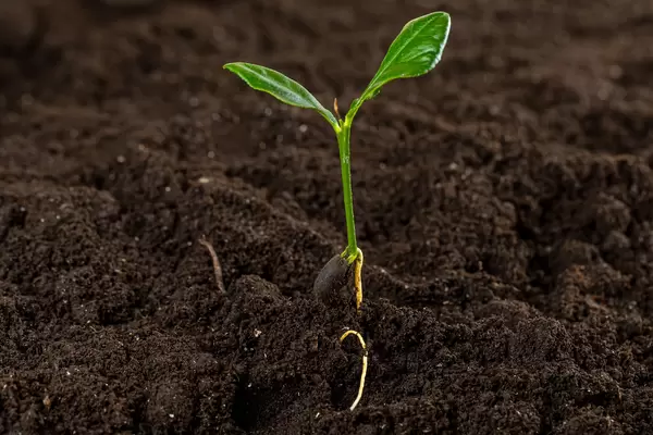 Close-up of a small tree growing in the soil, the concept of a new life