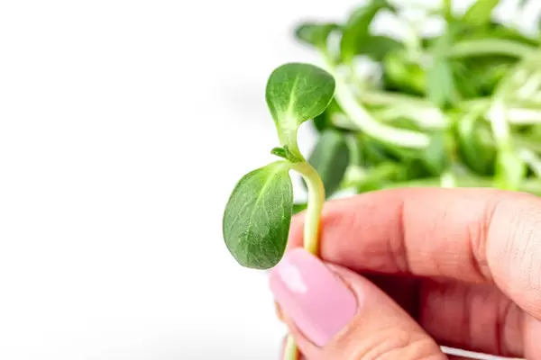 Close-up of a sprout of a sunflower in a female hand (Flip 2020)