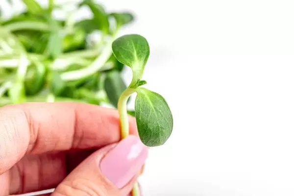 Close-up of a sprout of a sunflower in a female hand
