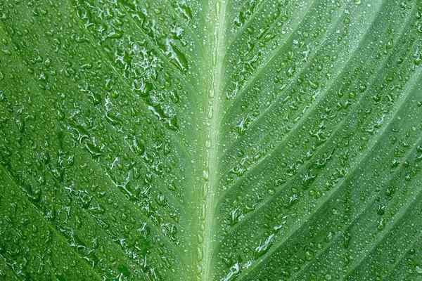 Close-up of a water drop on a green leaf (Flip 2019)