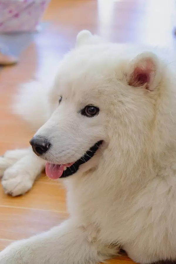 Close up of a white alaskan malamute  (Flip 2019)
