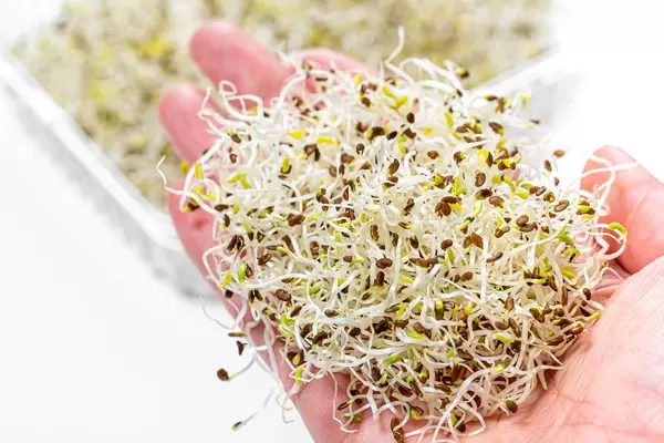 Close-up of a woman's hand with a micro-greens alfalfa (Flip 2019)