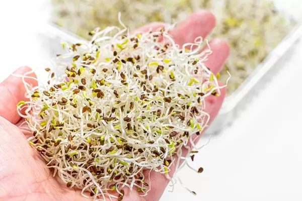 Close-up of a woman's hand with a micro-greens alfalfa