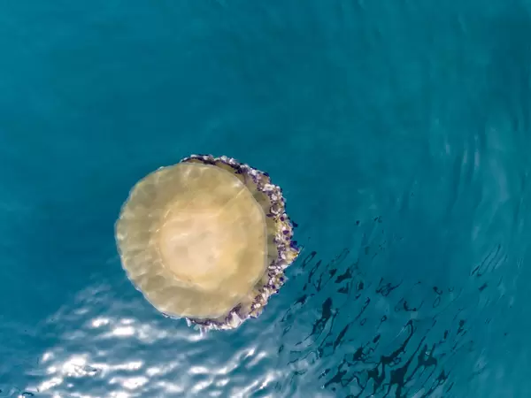 Close-up of a yellow jellyfish with white and purple dots in the waters of Kyra Panagia near Alonissos, Greece