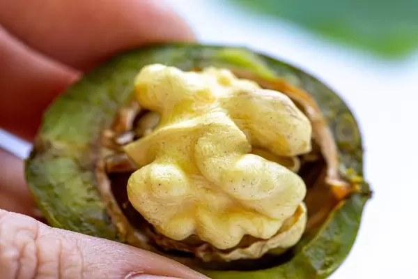 Close-up of a young walnut in a woman's hand