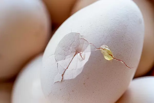 Close-up of broken chicken egg