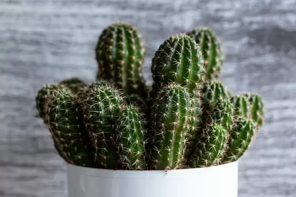 Close-up of cacti species Echinopsis