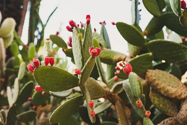 Close Up Of Cactus And Prickly Pears (Flip 2019)