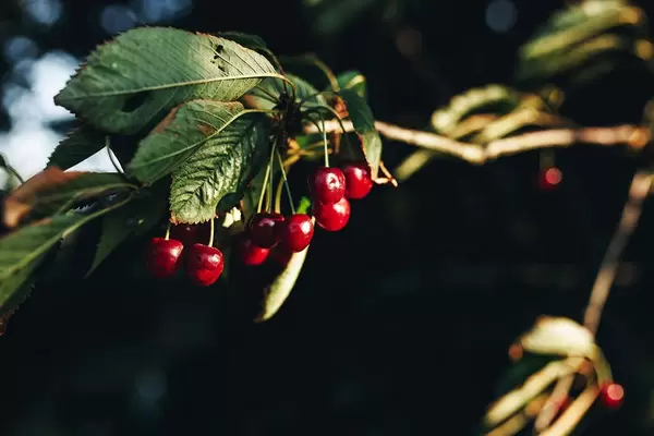 Close up of cherry branch. Blurry background