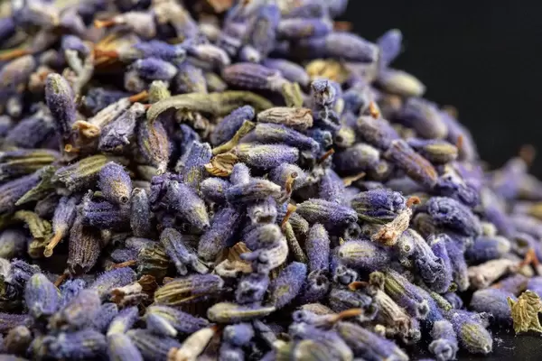 Close-up of dried lavender flowers