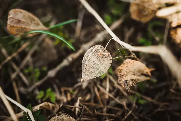 Close Up Of Dried Physalis On The Ground
