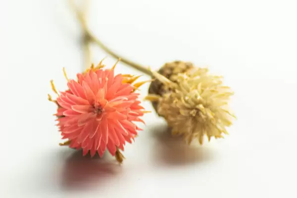 Close-up of dried yellow and pink flowers