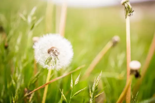 Close-up of fluffy dandelion flower (Flip 2019)