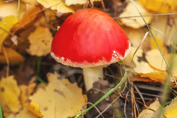Close-up of fly agaric mushroom in a forest