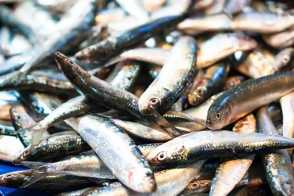 Close up of fresh fishes sold at a wet market in Bacolod (Flip 2019)