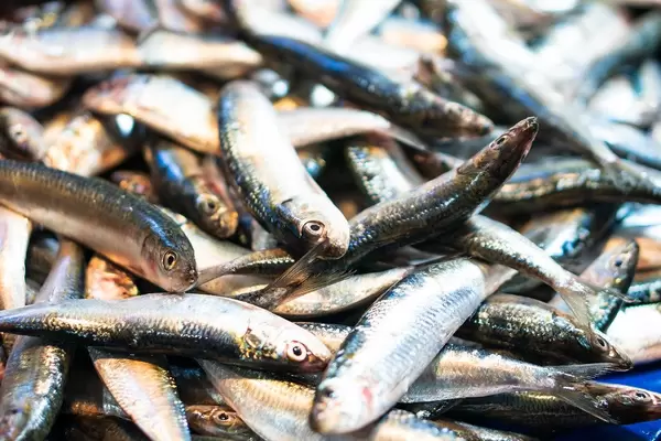 Close up of fresh fishes sold at a wet market in Bacolod