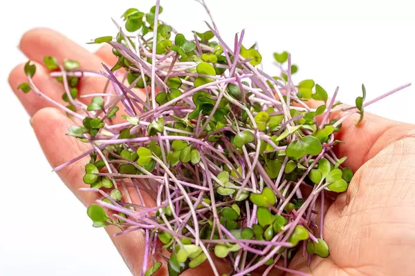 Close up of fresh micro greens cabbage in a woman's hand (Flip 2019)
