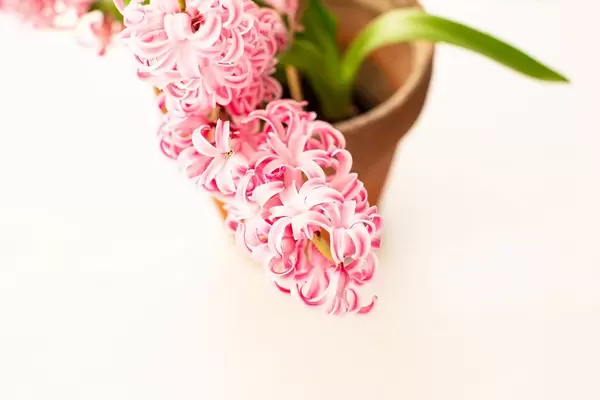 Close up of fresh pink hyacinth in a pot (Flip 2019)