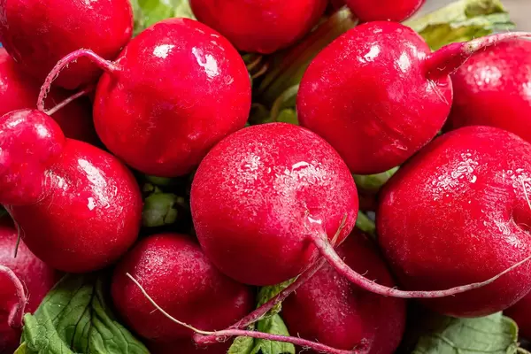 Close - up of fresh radish with water drops