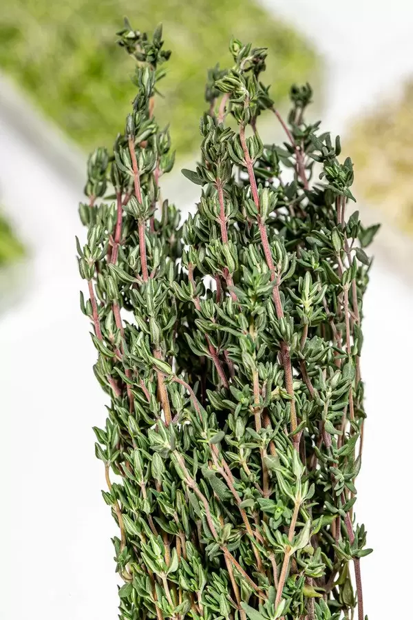 Close up of fresh thyme (Flip 2019)