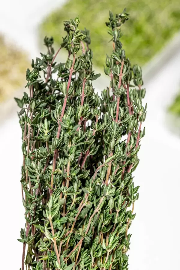 Close up of fresh thyme