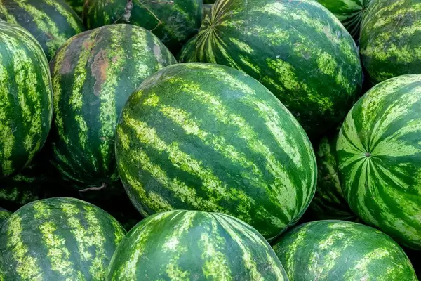 Close-up of fresh watermelons (Flip 2019)