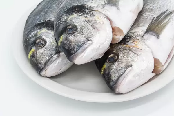Close-up of gilthead seabreams. Focus on heads