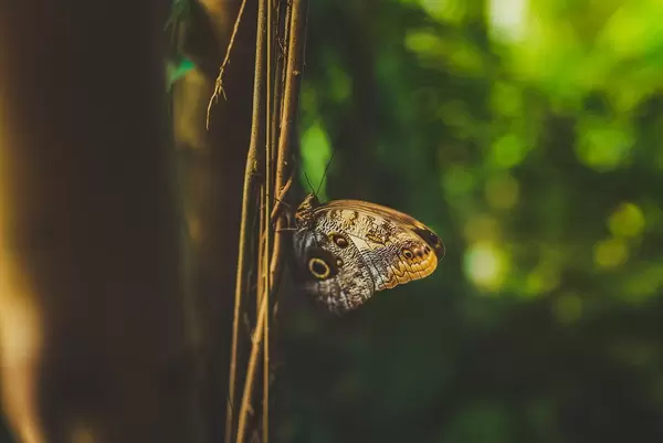 Close Up Of Grande Butterfly In Botanical Garden (Flip 2019)