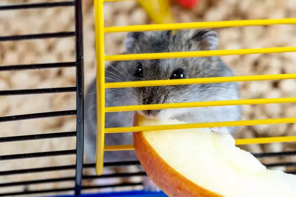 Close-up of grey hamster nibbling a piece of Apple in a cage (Flip 2019)