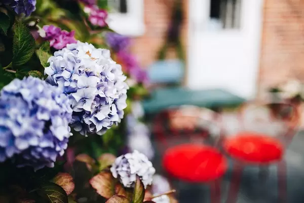 Close up of hydrangea flower. Outdoor cafe background