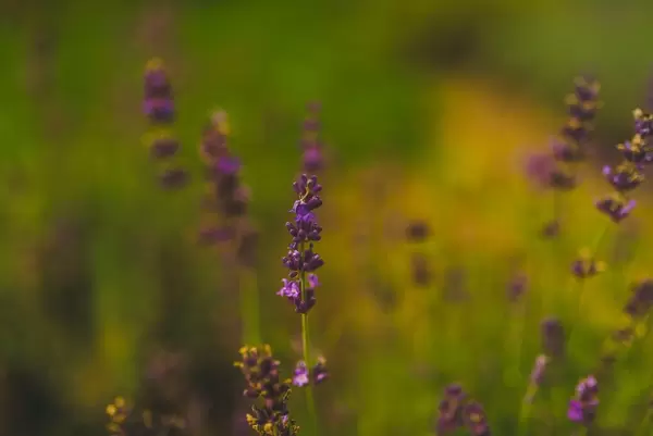 Close up Of Lavander Flower