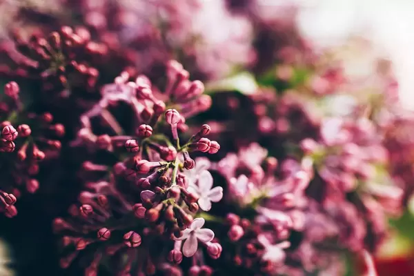 Close up of lilac flowers. Sunlight and blurry background.