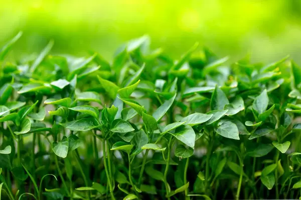 Close-up of pepper seedlings